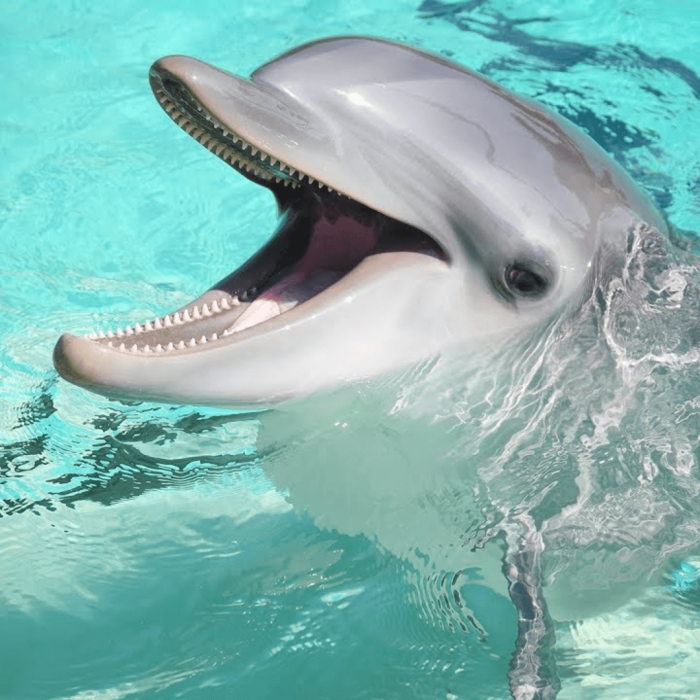 delfin punta cana