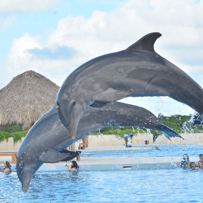 delfines punta cana (3)