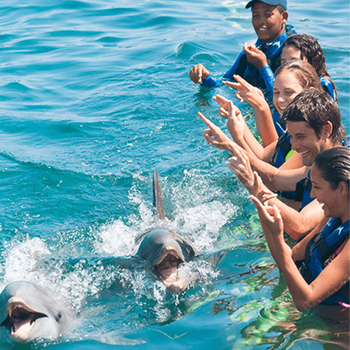 delfines punta cana (4)