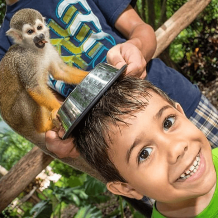 monkey land puerto plata 3