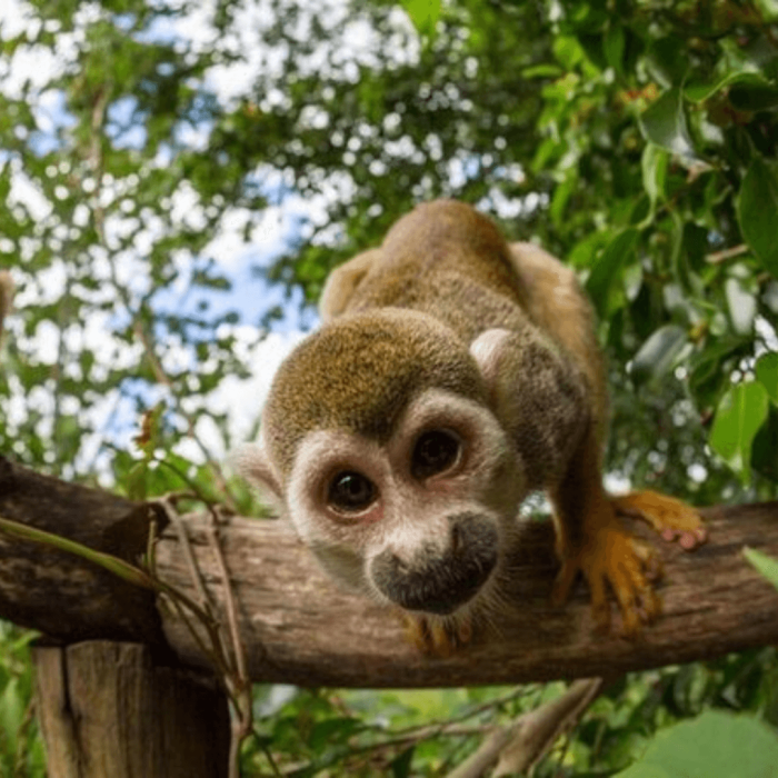monkey land puerto plata